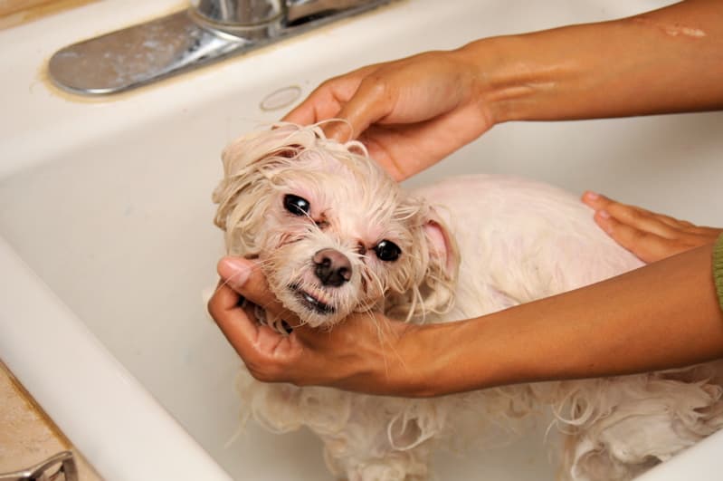 Perro cuidado en la peluquería GuaPets